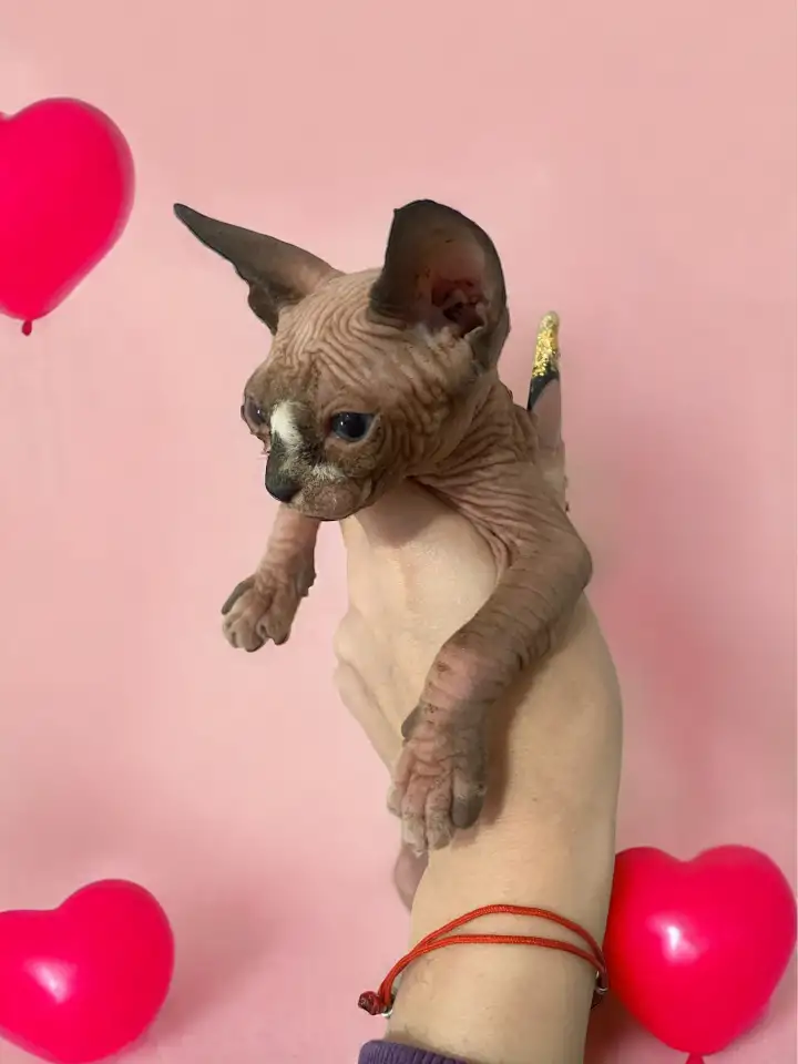 Котята канадского сфинкса, фотография 2