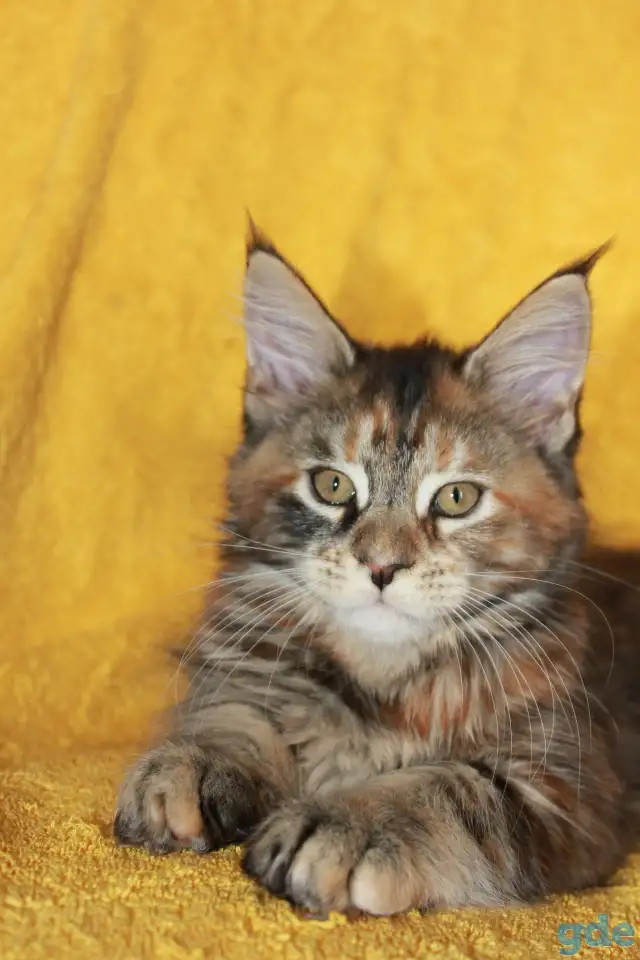 5 Котенок Мейн кун, фотография 1