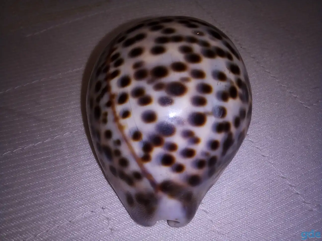 Морские раковины, фотография 7