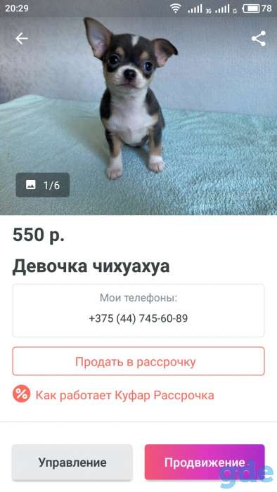 Продам чихуа－хуа, фотография 1