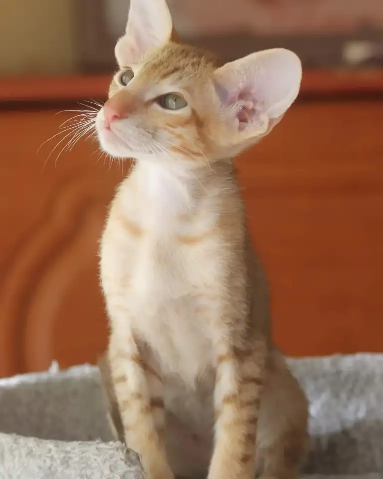 Ориентальный котенок, фотография 1
