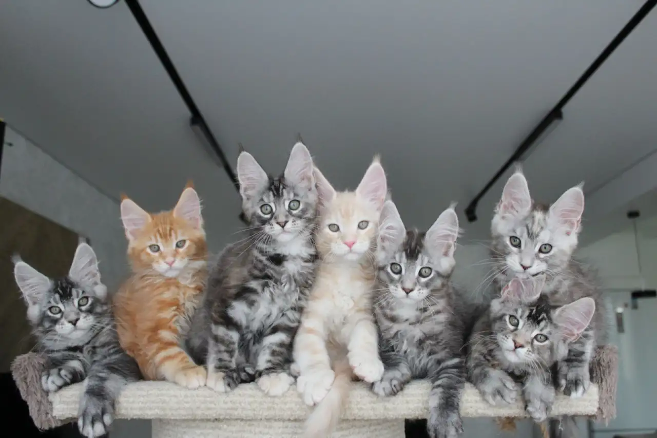 Котята мейн-кун, фотография 1