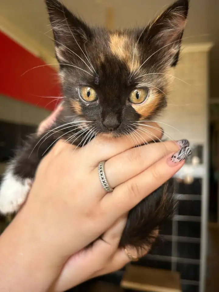 Котёнок в дар, фотография 3