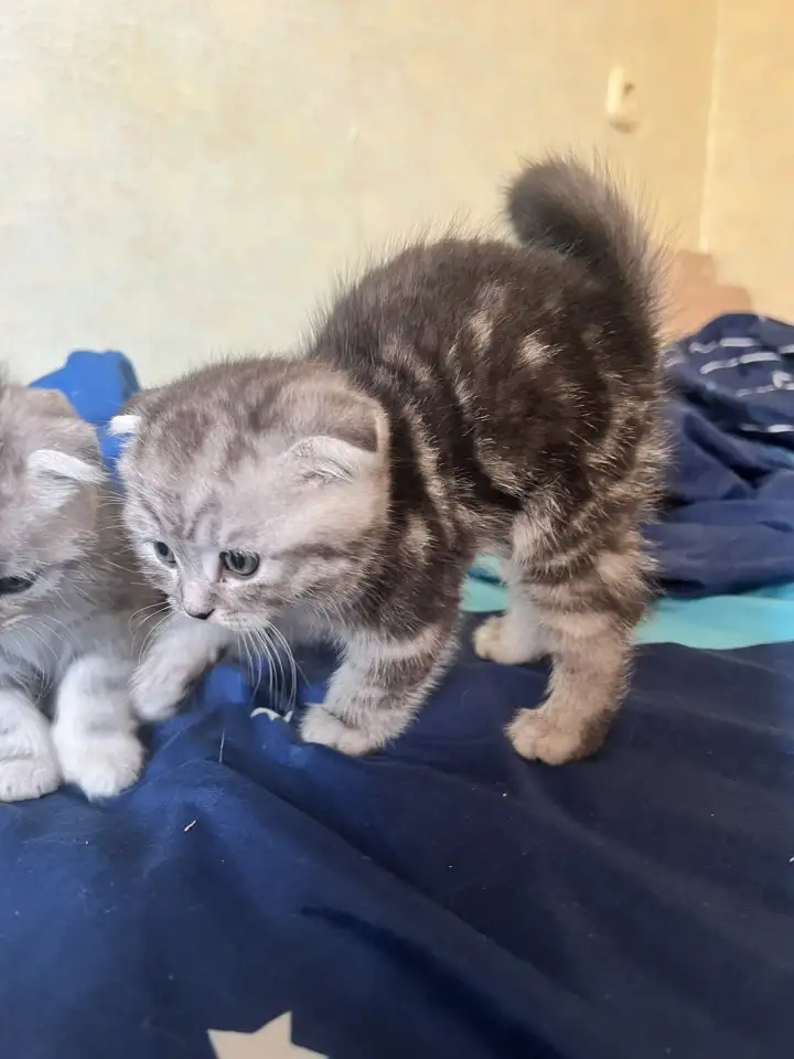 Шотландские котята, фотография 2