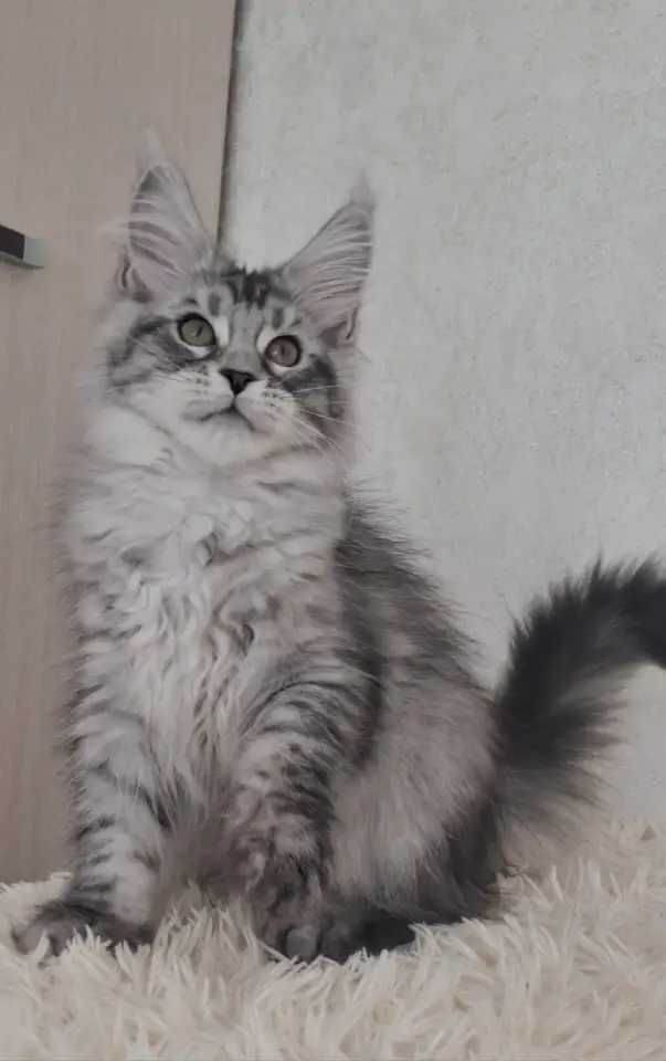 Котята Мейн-кун, фотография 1