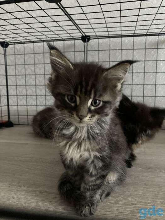 Котята Мей Кун, фотография 1