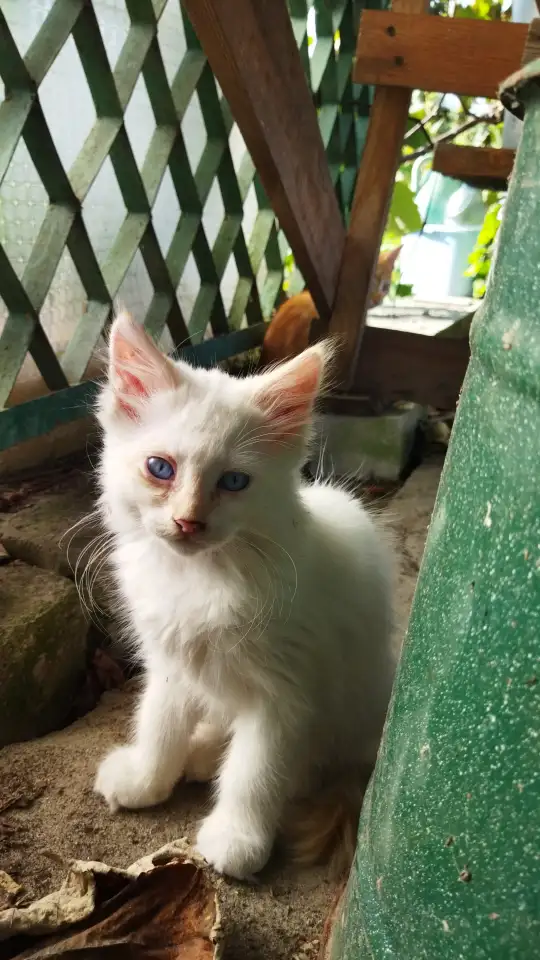 Котята бесплатно, фотография 3