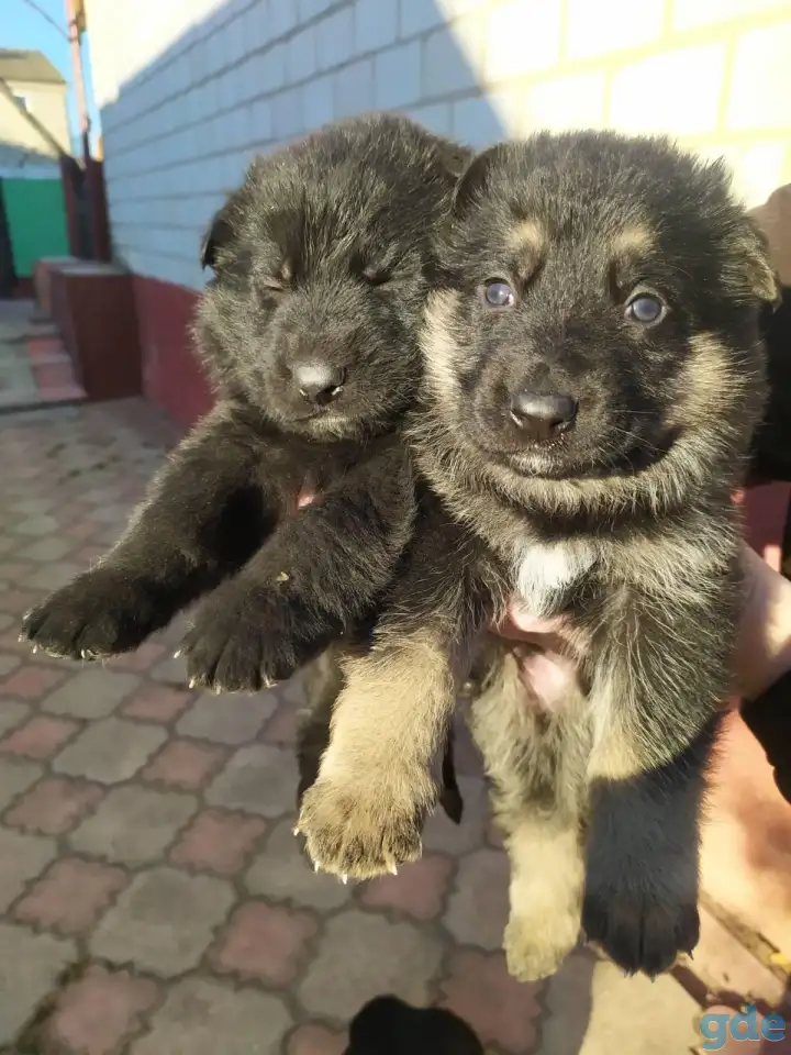 Продам щенков черной немецкой овчарки, фотография 2
