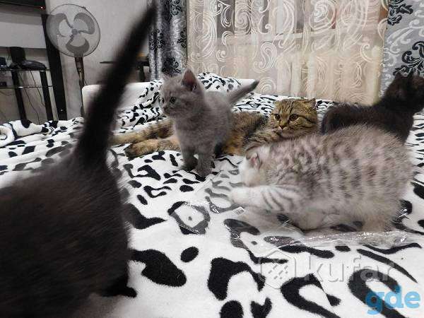 Шотландские котята, фотография 5