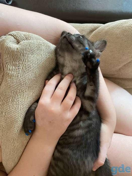Британский короткошерстый котенок, фотография 9