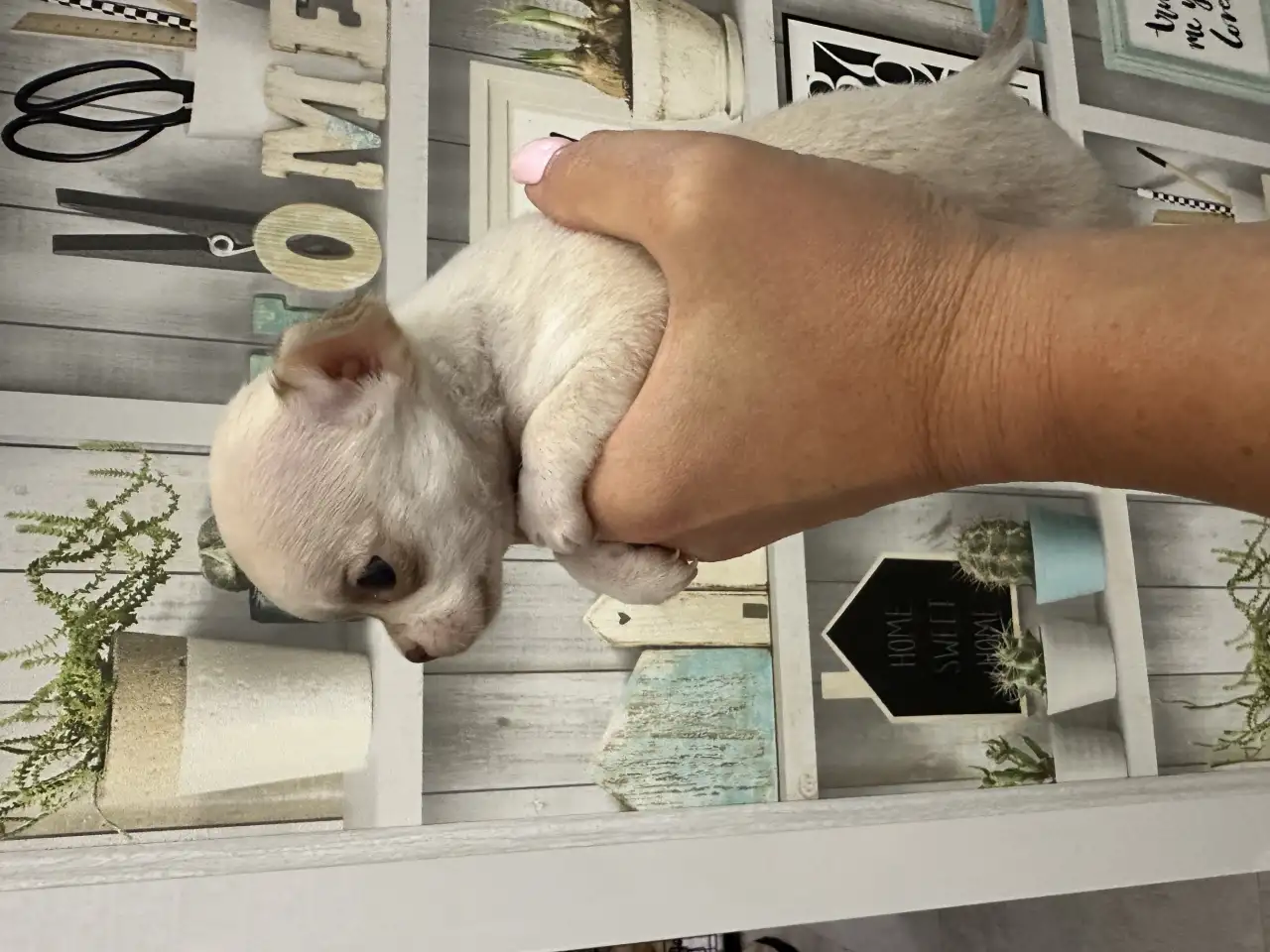 Продам щенка, фотография 3