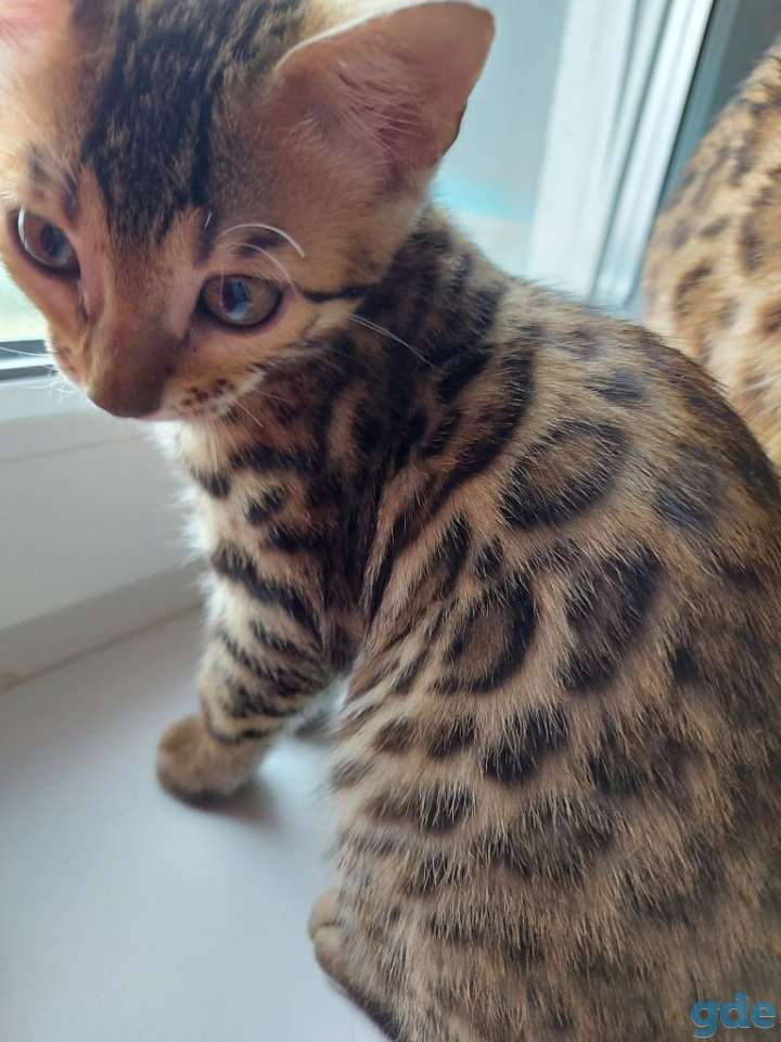 Бенгальские кошечки, фотография 1