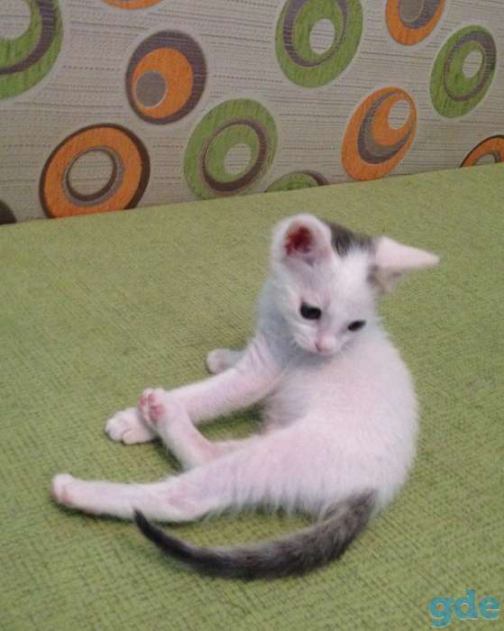 Котёнок ищет дом, фотография 2