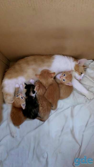 домашние котята, фотография 1