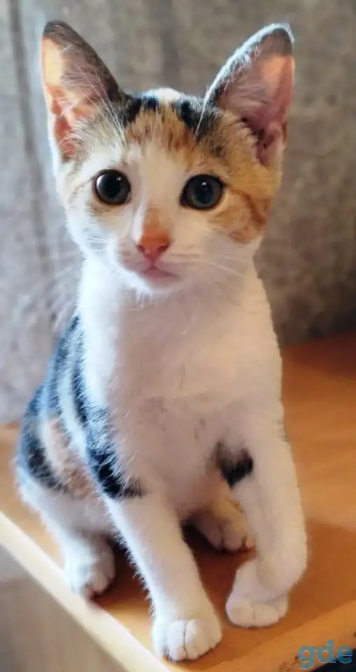 Котёнок ищет дом!, фотография 4