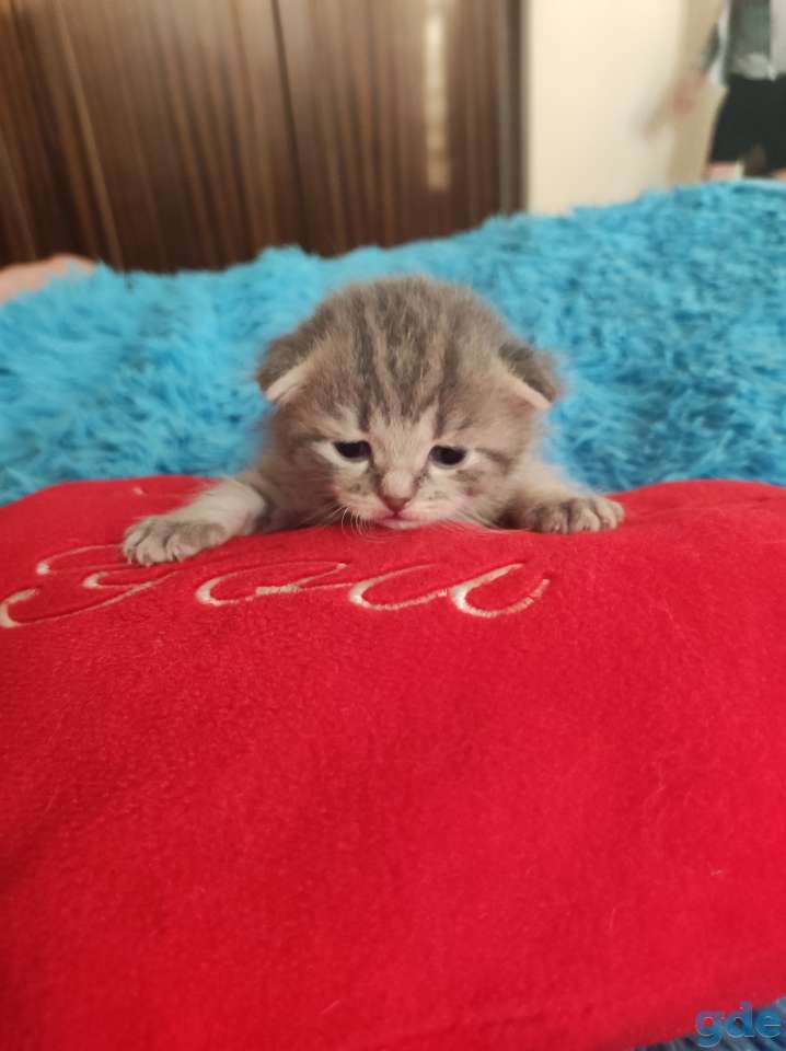 продам котят 50р, фотография 2
