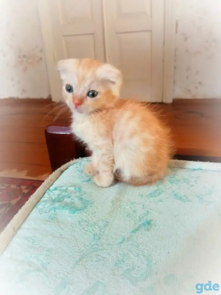 Очаровательные котята, фотография 2
