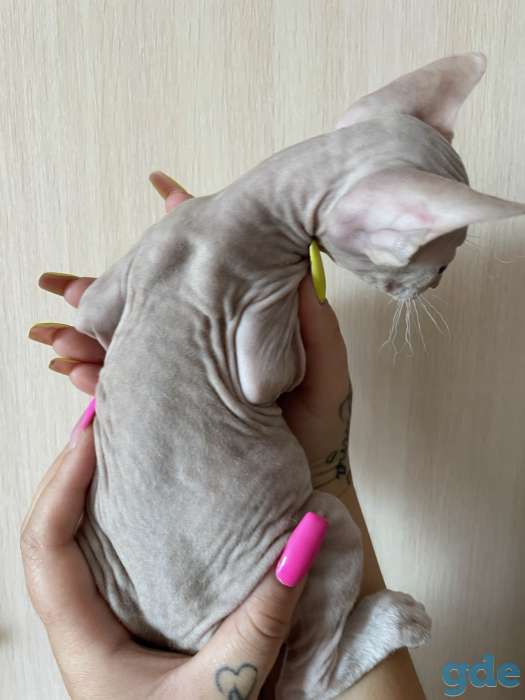 Продам котят Донского сфинкса (БРАШ), фотография 2