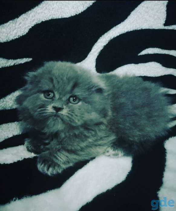 Кот на вязку, фотография 1