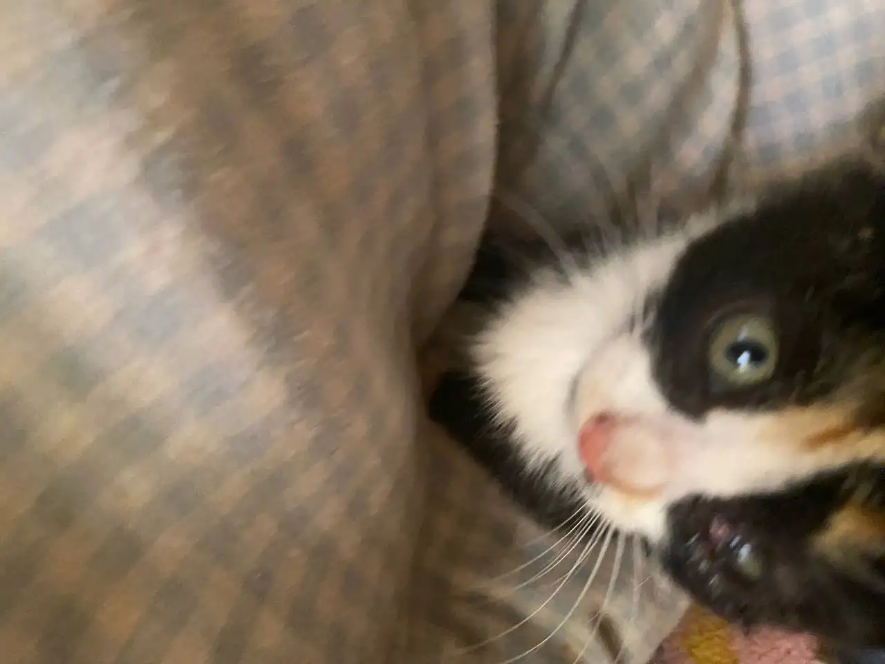 КОТЯТА В ДОБРЫЕ РУКИ ОЧЕНЬ СРОЧНО, фотография 4