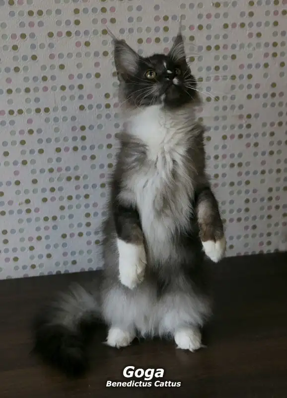 Котёнок Мейн-кун мальчик, фотография 5
