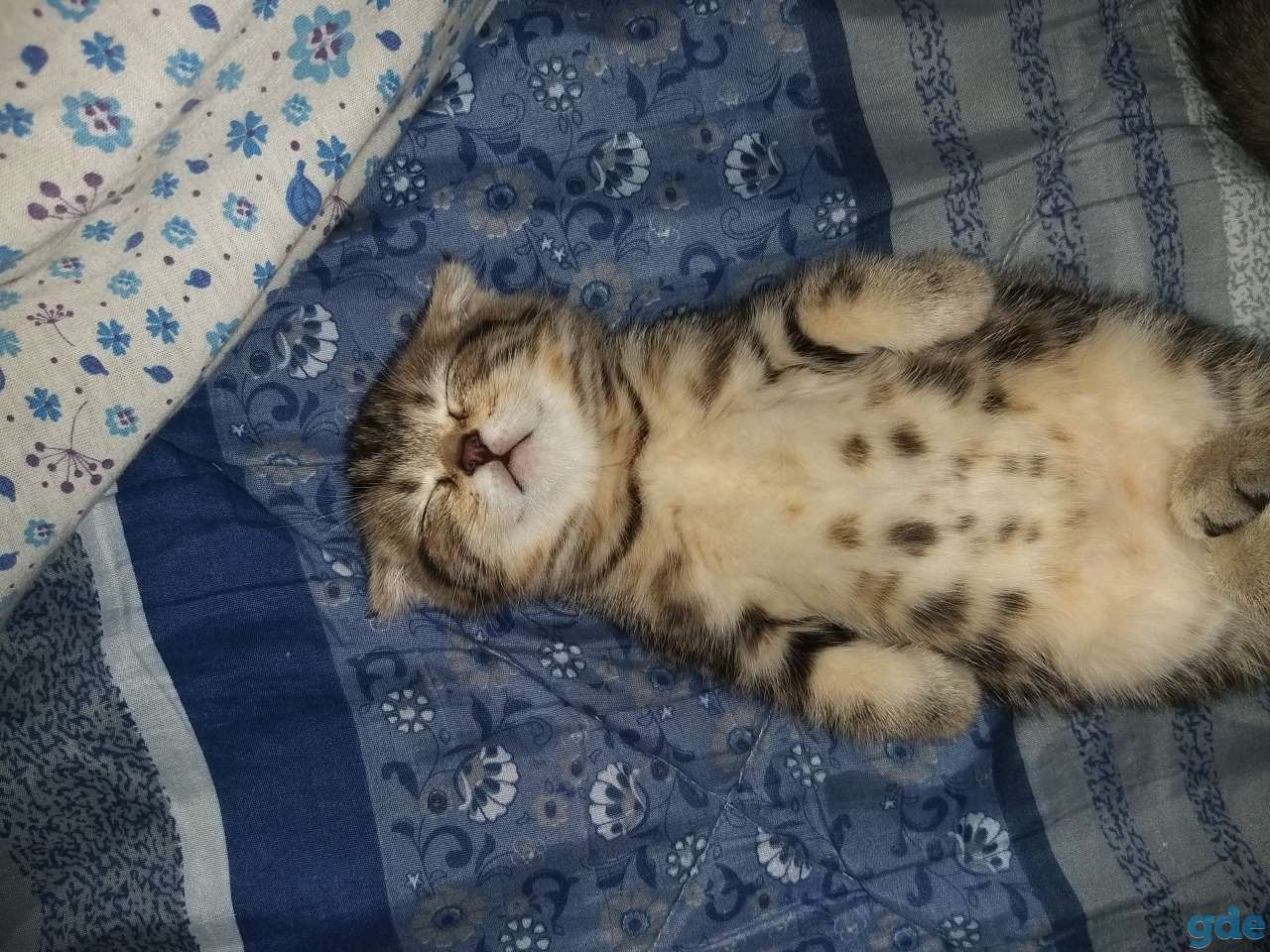 Продам шотландских вислоухих котят, фотография 1