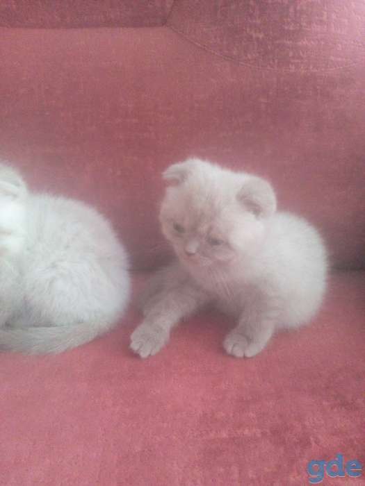 вислоухие шотландские котята, фотография 3