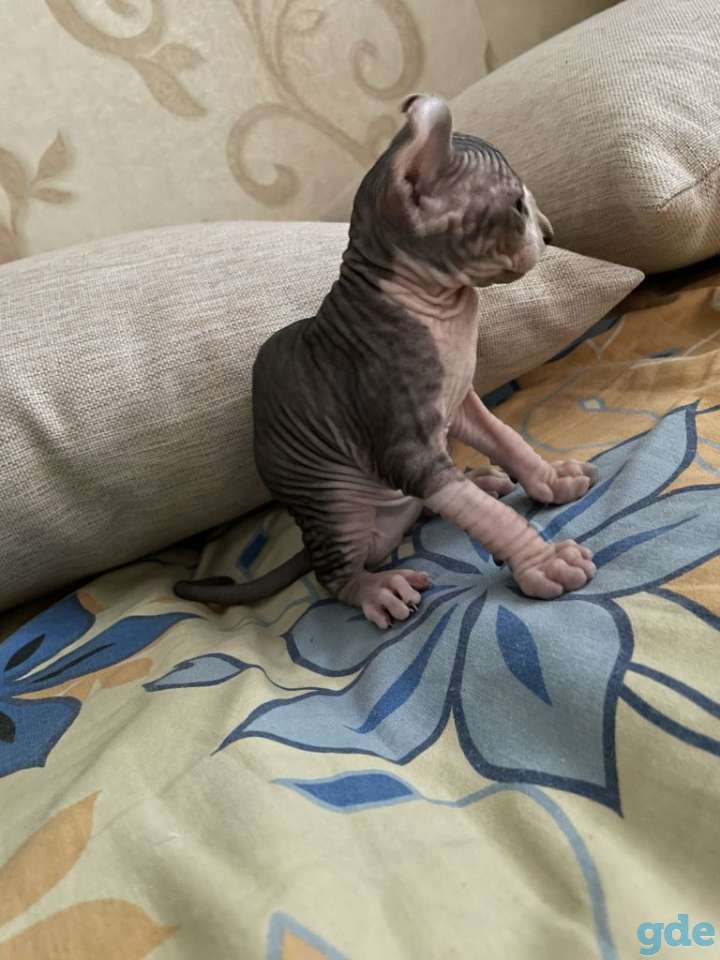 Котёнок сфинкс эльф велюр мальчик, фотография 3
