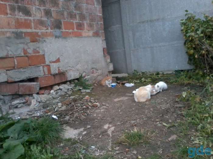Котятам срочно нужен дом, фотография 6
