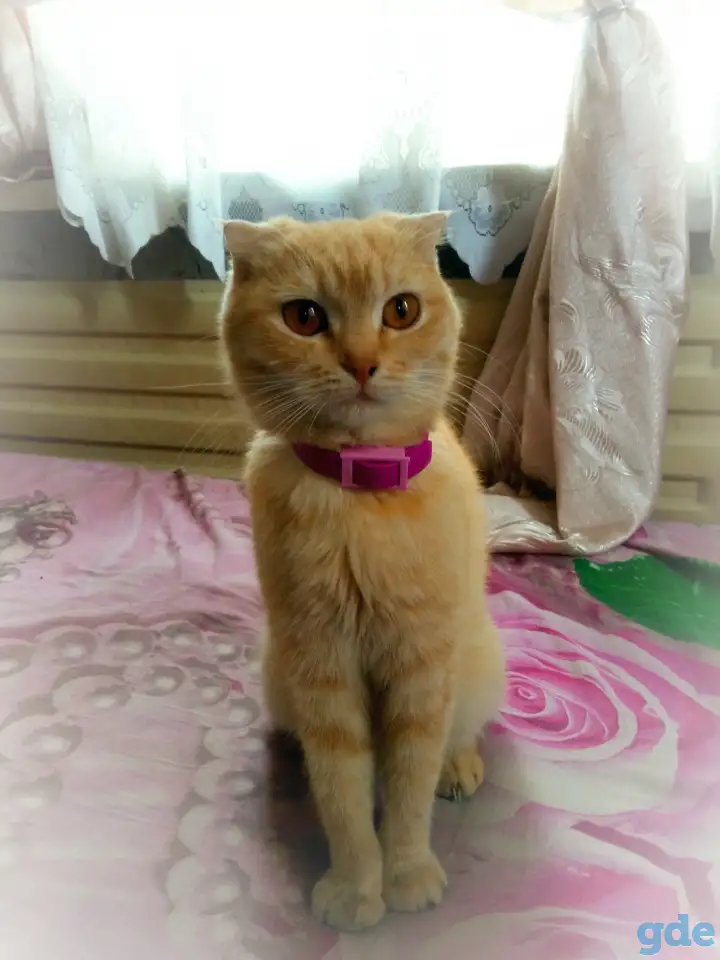 Очаровательные котята, фотография 4