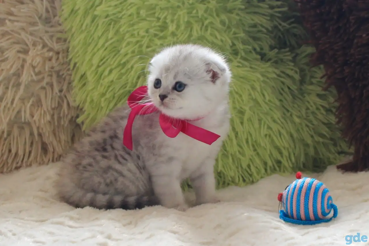 Шотландский котенок, фотография 6