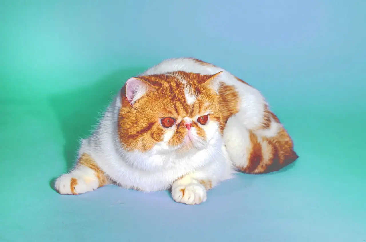 Экзотический кот Гарфилд. Даром., фотография 1