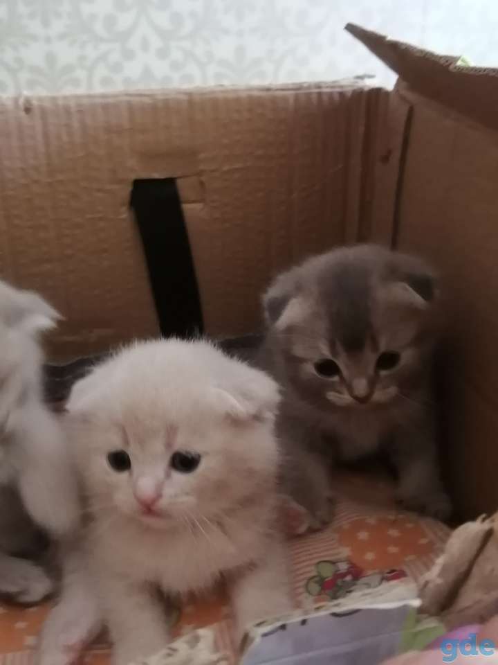 Котята, фотография 7