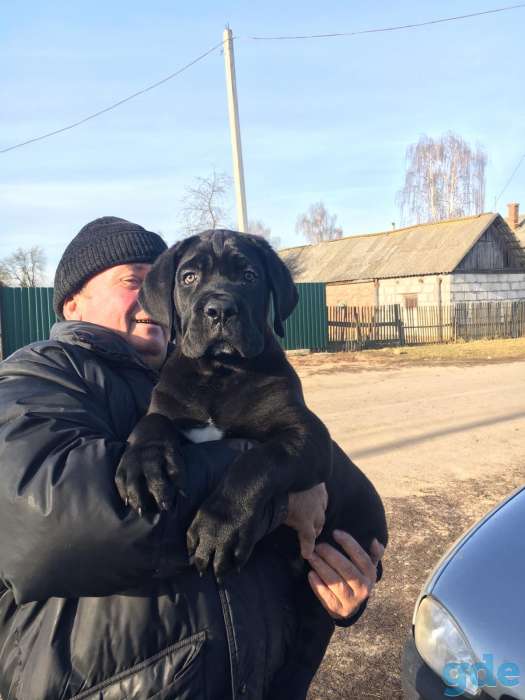 Продам замечательного щенка, фотография 3