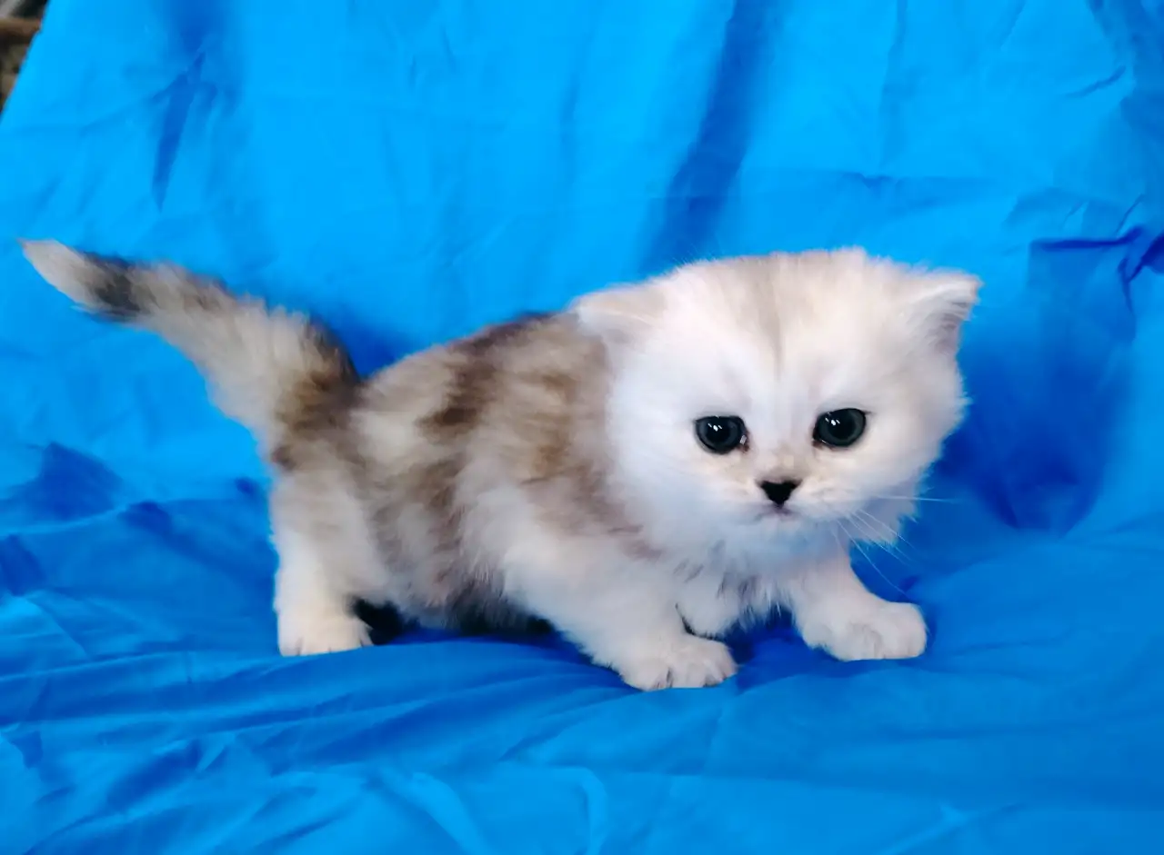 Кошечка котенок шотландский., фотография 1