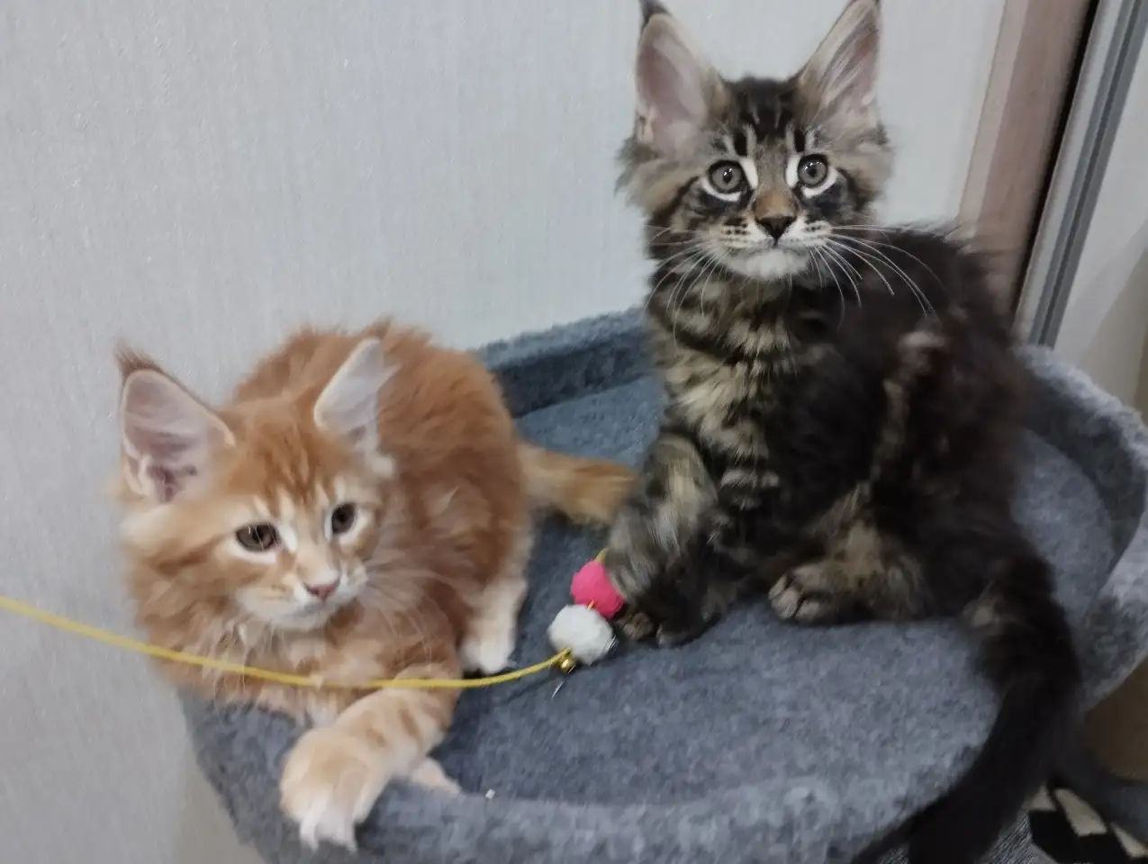 Котята породы Мейн-кун, фотография 7