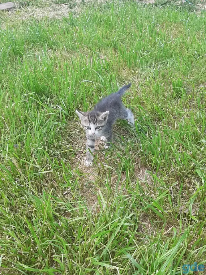 Свои котята в дар, фотография 5