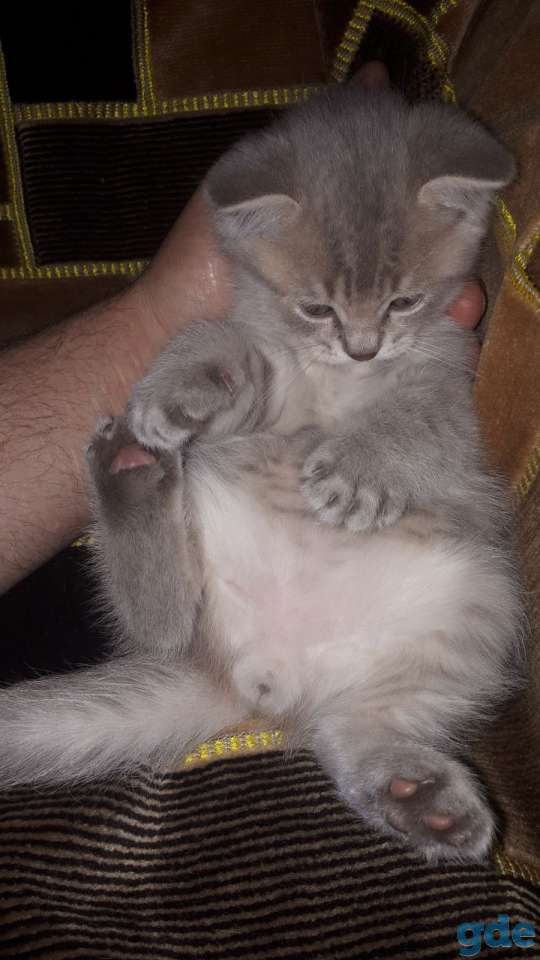 Шотландский котик, фотография 3