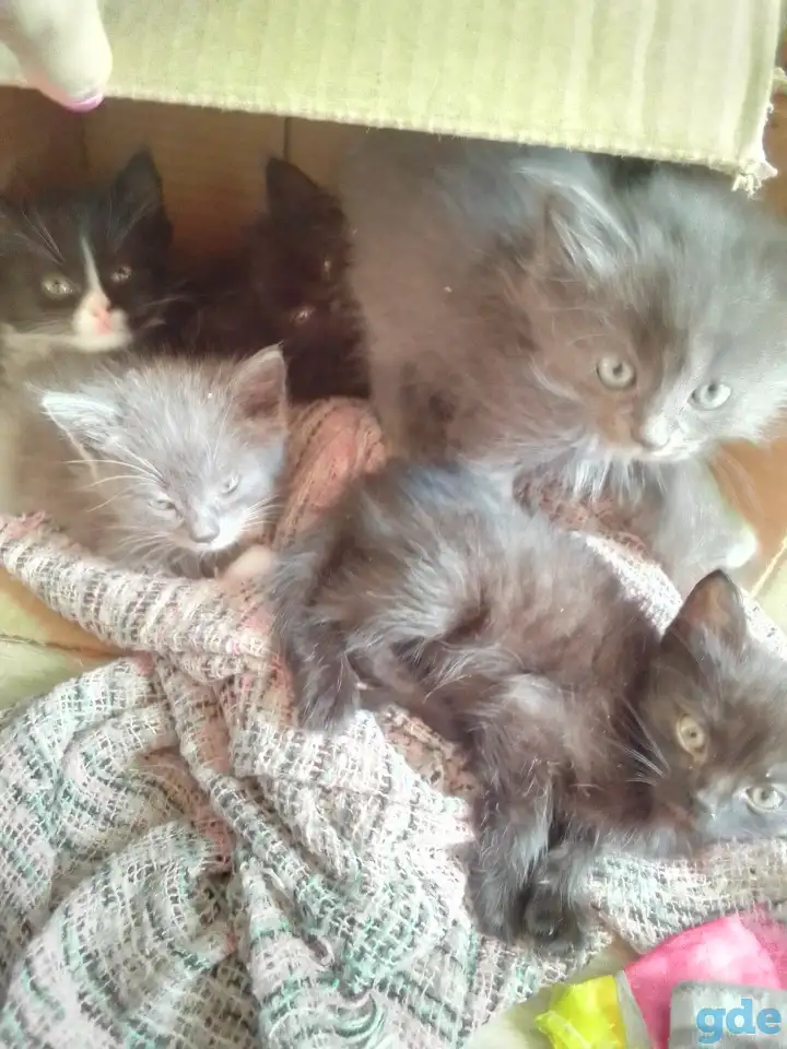 Отдам котят смесь с британским в хорошие руки, фотография 2