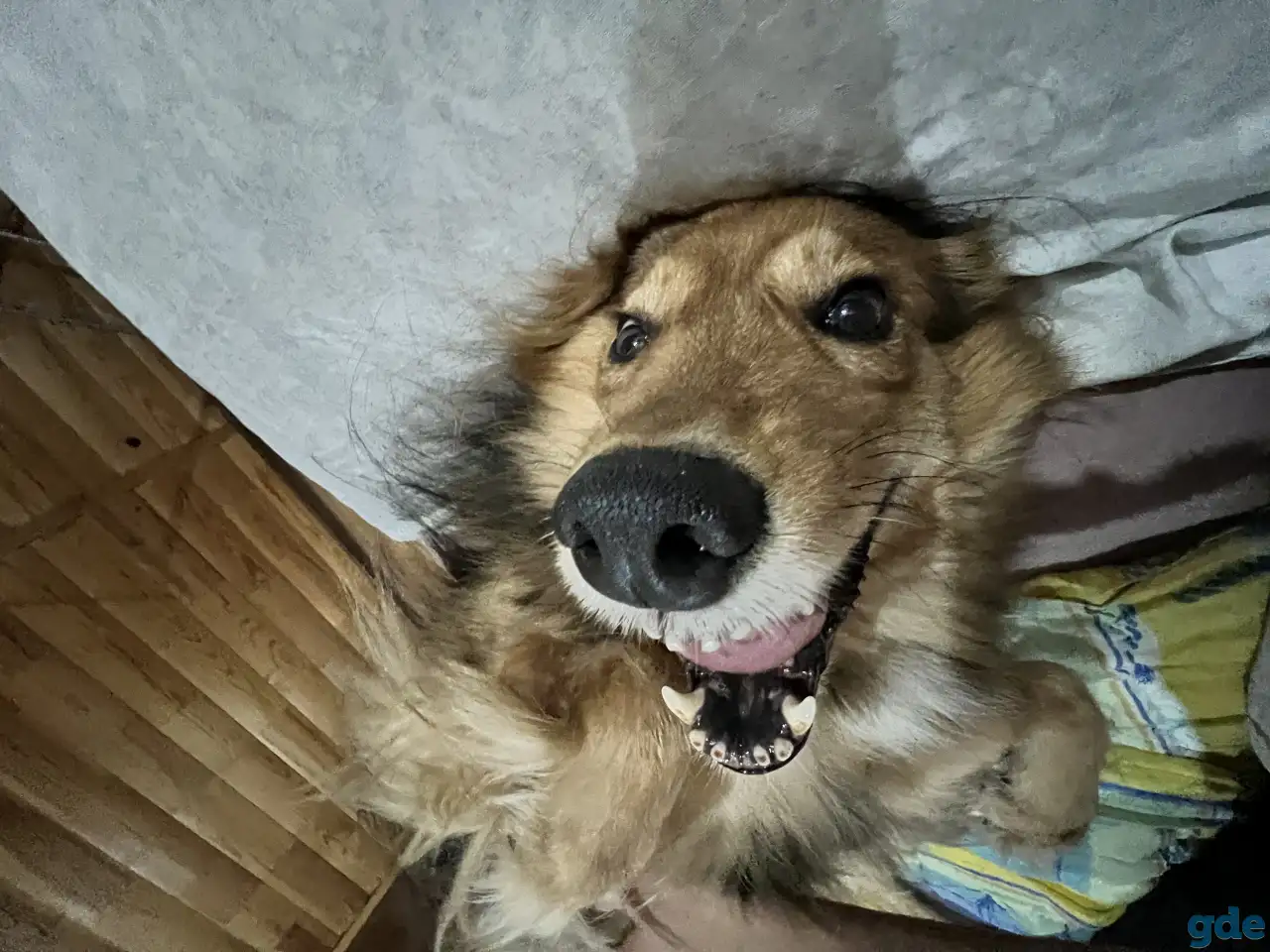 Отдам собаку, фотография 1