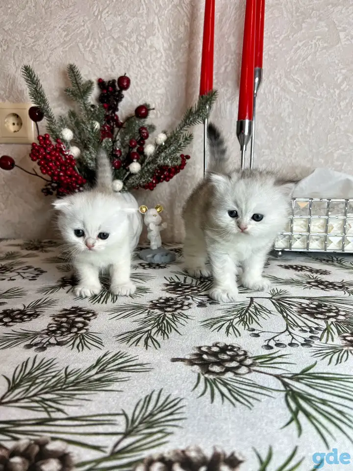 Шотландский котенок, фотография 1