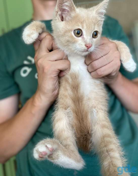 Котята не любят игру престолов,потому что..., фотография 8