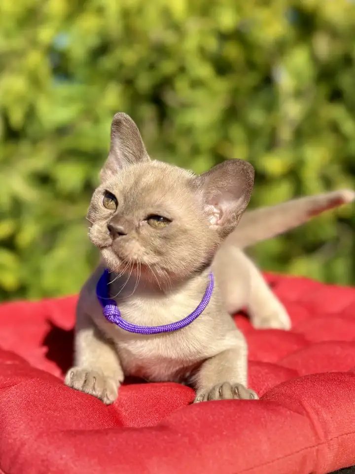 Котята Европейской бурмы, фотография 10