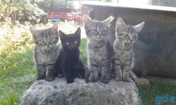 Котята в добрые руки, фотография 1