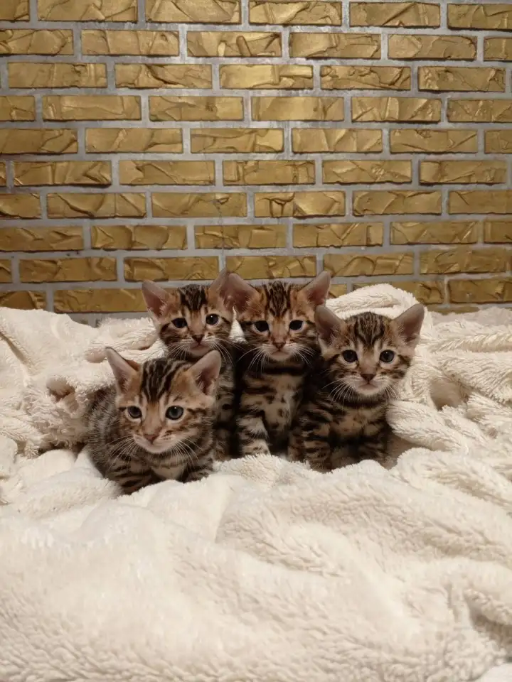Продам шикарных котят породы бенгальские кароткошорстные, фотография 3