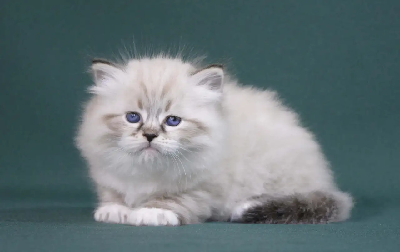 Сибирский котенок, невский маскарадный котенок, фотография 5