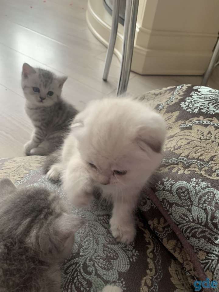 Продам котят шотландской вислоухой, фотография 15