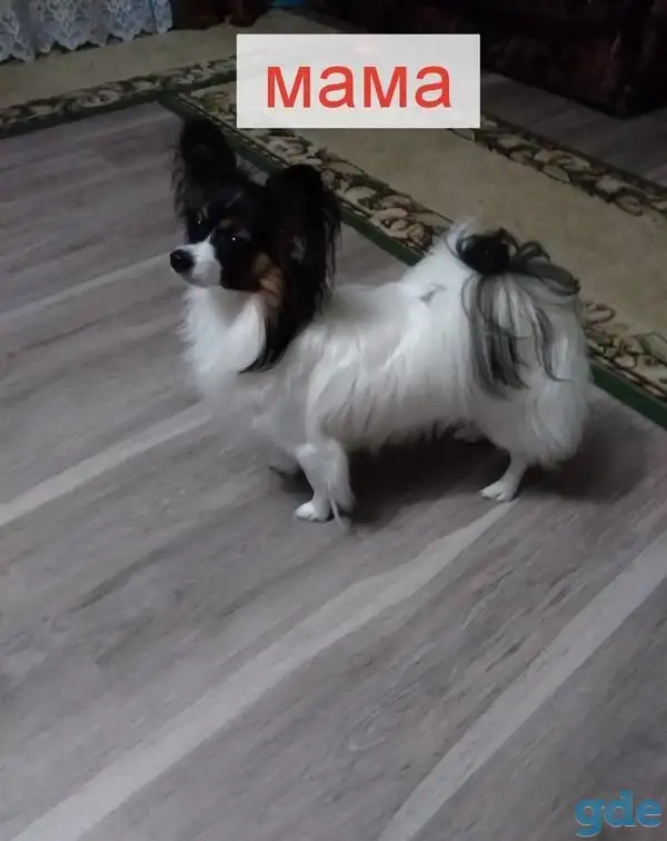 Щенки Папийон, фотография 1