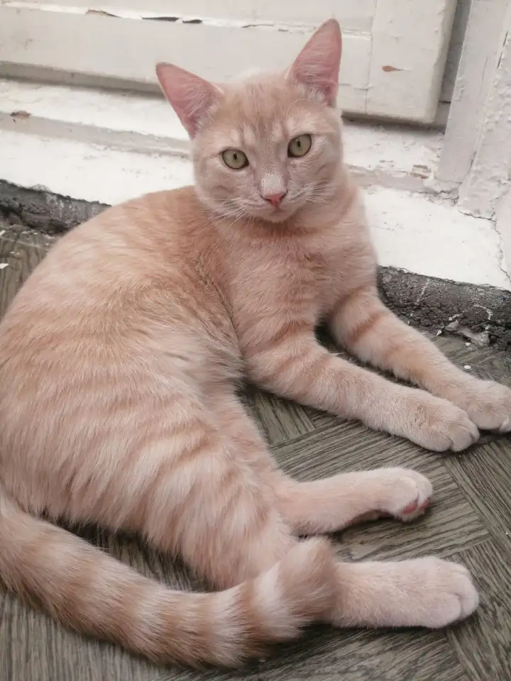 Котенок в дар, фотография 1