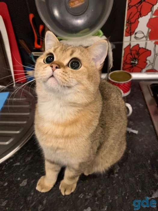 Вязка кота, фотография 2